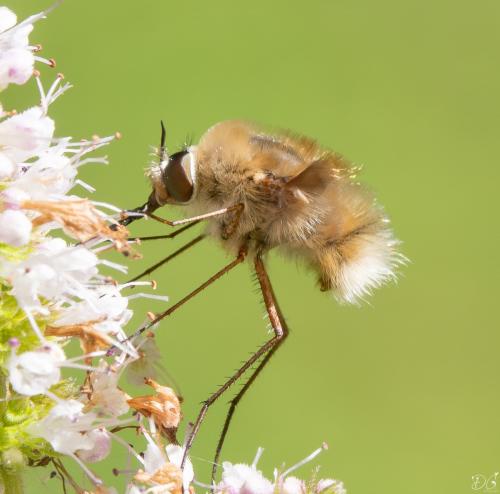 Réf. 353 549 : Bombylius sp.